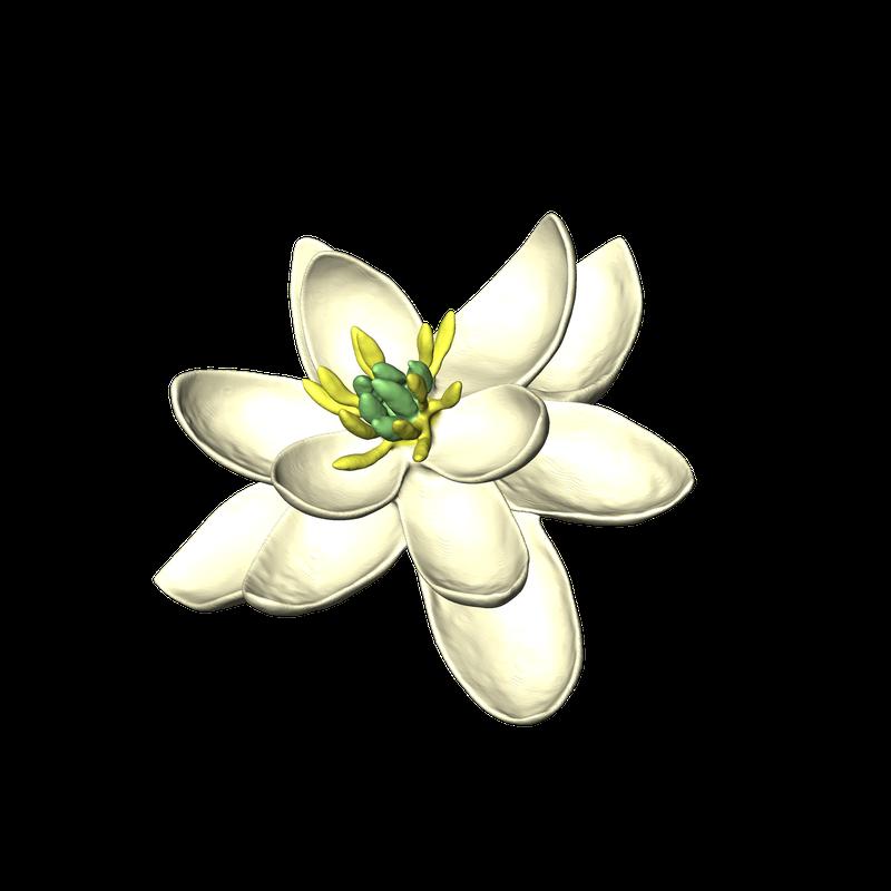 Die Ur-Blüte war zweigeschlechtlich und hatte eine Blütenhülle von in Dreierkreisen angeordneten, kronblattähnlichen Organen.