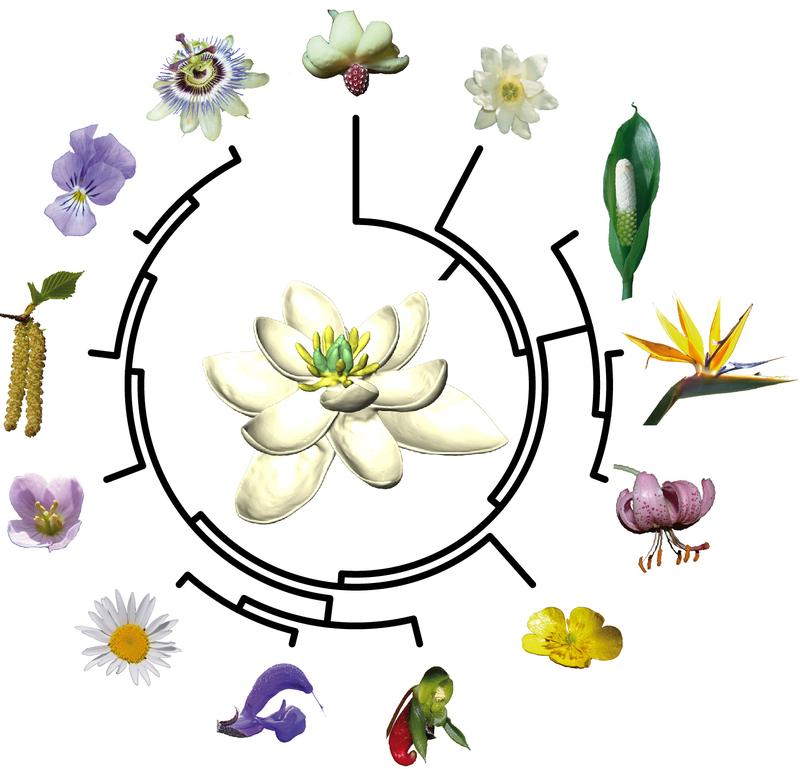 Die ForscherInnen haben auch rekonstruiert, wie die Blüten an allen anderen Schlüsselstellen im evolutiven Stammbaum der Blütenpflanzen ausgesehen haben.