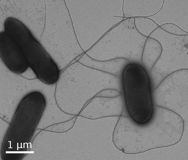 Salmonella and many other bacteria use long filaments - so-called flagella - for directed movement.