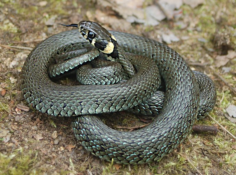 Die Ost-Ringelnatter (Natrix natrix) ist von Deutschland über den Balkan, Osteuropa und die Türkei bis nach Mittelasien verbreitet. 