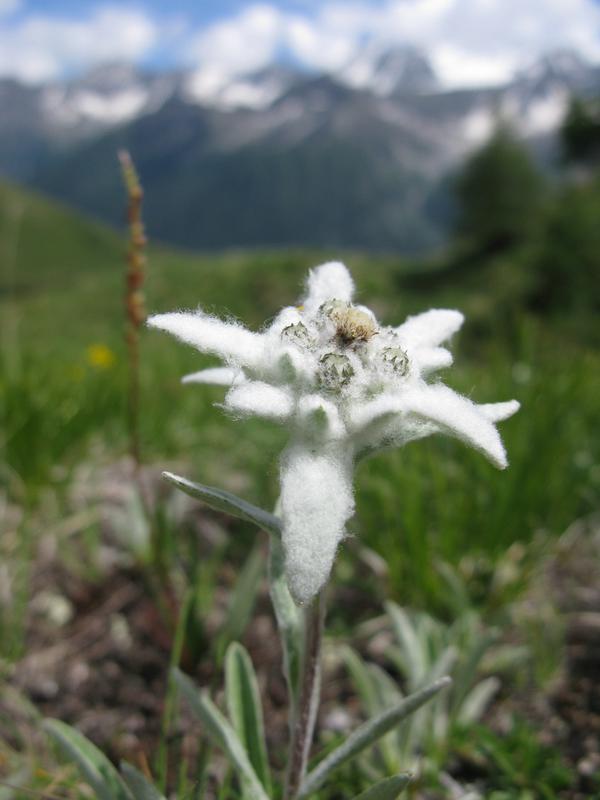 Leontopodium alpinum is an indicator species of calcareous alpine grasslands, and is available from approximately 6% of seed producers across Europe.