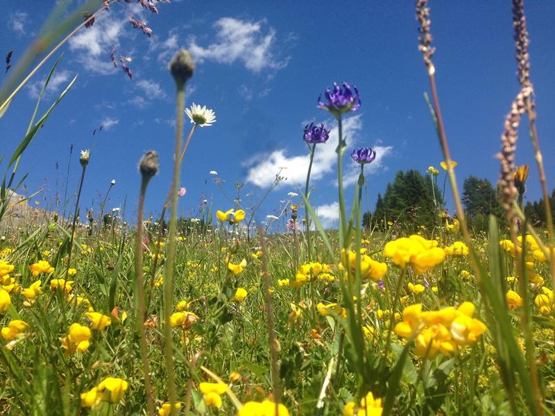 Temperate grasslands of Europe are incredible hotspots of biodiversity and are key habitats of conservation concern. Many are in decline and require ecological restoration for habitat improvement.