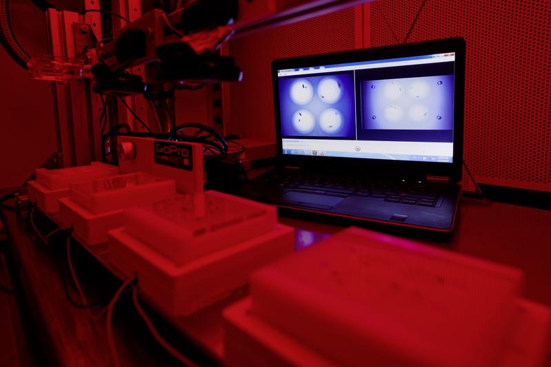 Paarungsexperimente mit Drosophila melanogaster. Kranke Tiere sind schon zu schwach, um sich noch fortzupflanzen. Die vermehrte Pheromonproduktion nützt daher nur den Krankheitserregern.