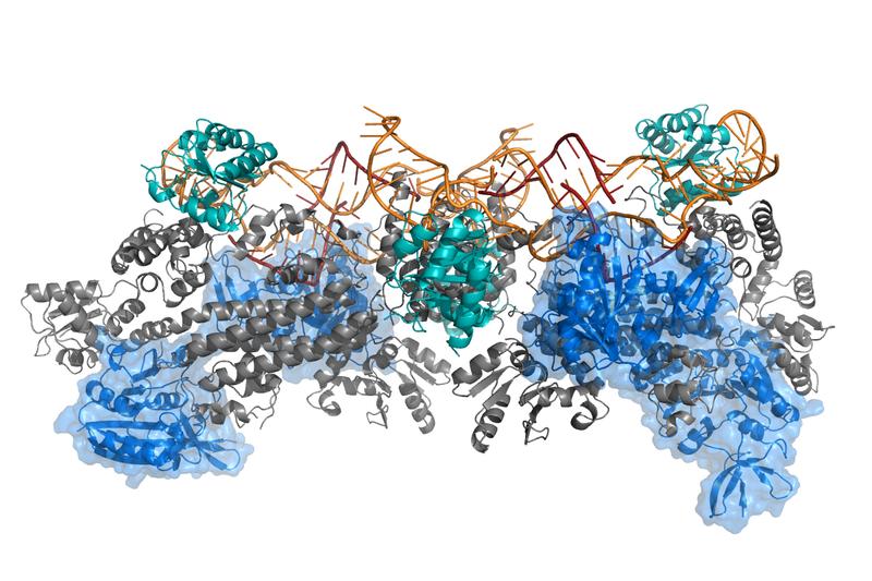 Beispiel für eine komplexe Proteinstruktur, die mit dem M3 Framework berechnet wurde: das Box C/D-Enzym zur RNA-Methylierung.