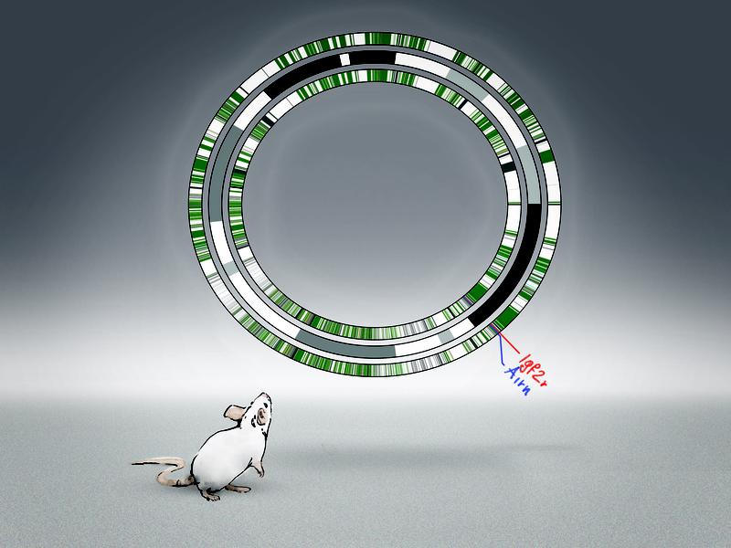 Künstlerische Darstellung des Alleloms der Maus 