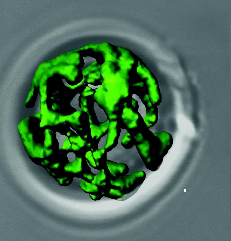 Netzwerkartige Struktur von grün eingefärbten Mitochondrien aus dem Modellorganismus der Bäckerhefe. 