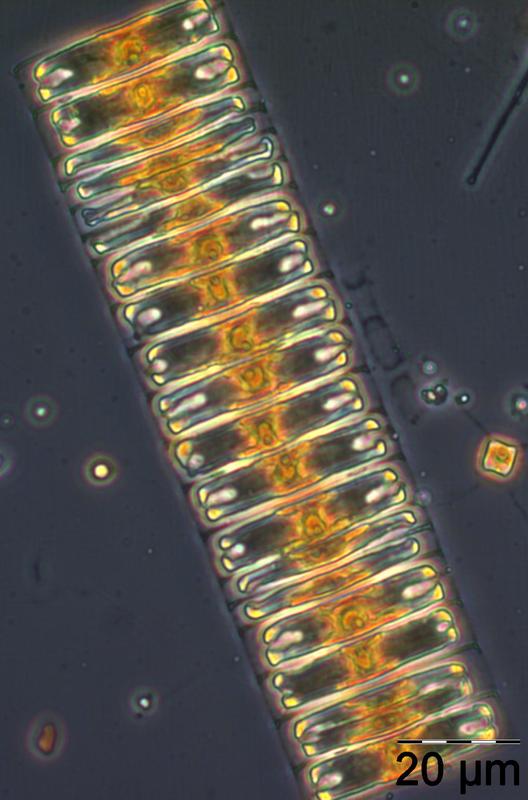 Kieselalge Achnanthes taeniata