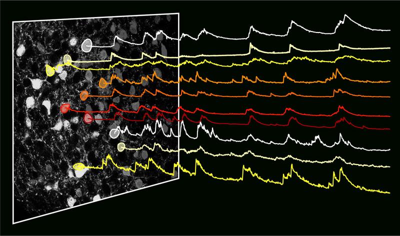 Nervenzellen vom Typ HTR2a in der Amygdala der Maus sind während des Essens aktiv (Ausschläge in den Aktivitätskurven), wodurch die Nahrungsaufnahme gefördert wird. 