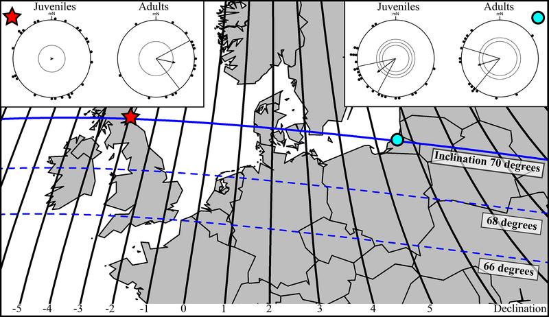 In Nordeuropa eignet sich der sogenannte Deklinationswinkel gut, um die Ost-West-Position zu bestimmen (schwarze Linien). Das Diagramm zeigt die bevorzugte Orientierung der getesten Teichrohrsänger.