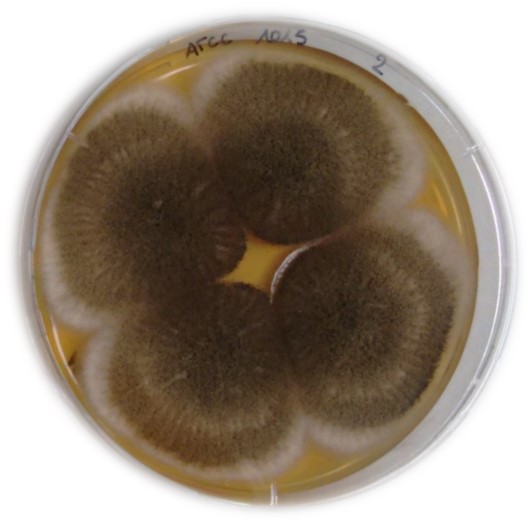 Aspergillus niger