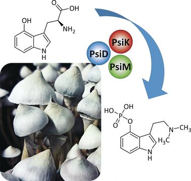 Herstellungsverfahren für Magic-Mushrooms-Wirkstoffe