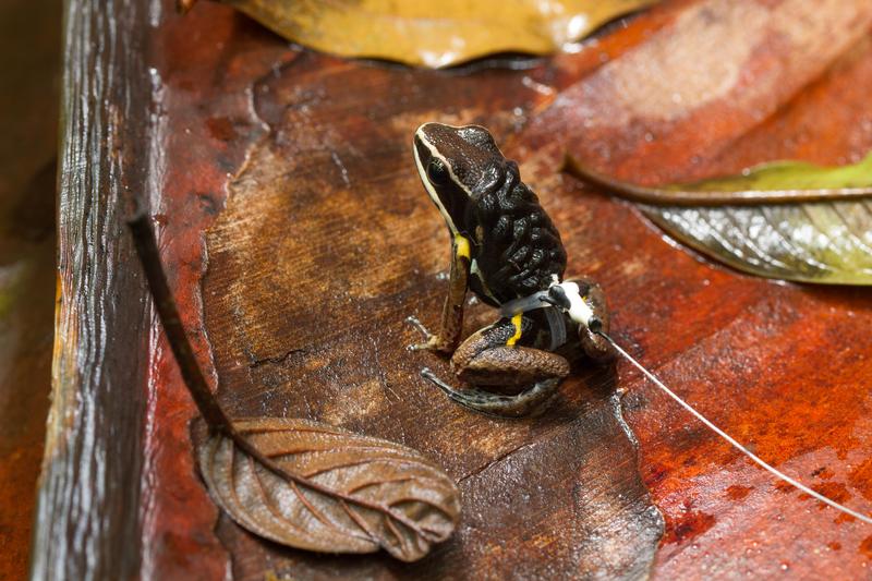 Frosch mit Kaulquappen auf dem Rücken und mit "Unterhose", welche zur späteren Ortung dient.