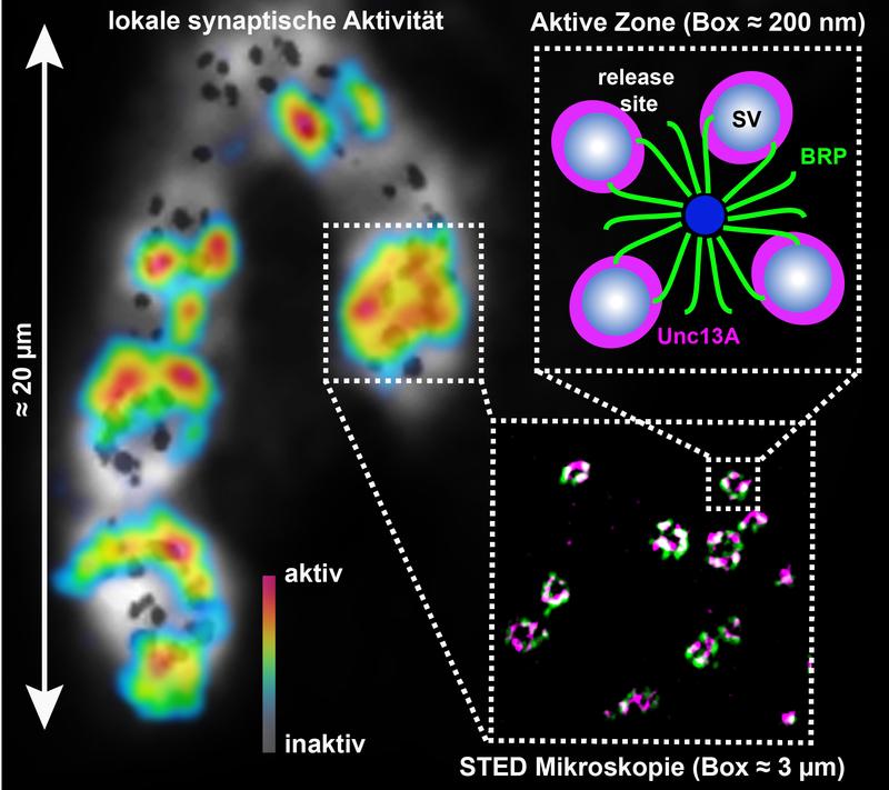 Neurotransmission: Proteine generieren und platzieren „release sites“ für effiziente Übertragung