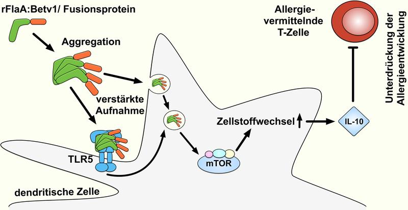 The fusion protein rFlaA:Betv1 suppresses allergic reactions via an mTOR-mediated activation of the cell metabolism, which leads to the production of the anti-inflammatory cytokine IL-10. 