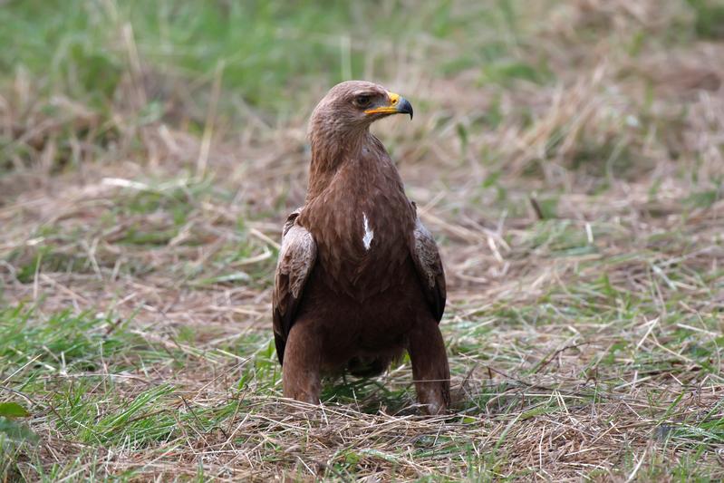 Vor dem Abflug nach Afrika: Schreiadler in Mecklenburg-Vorpommern