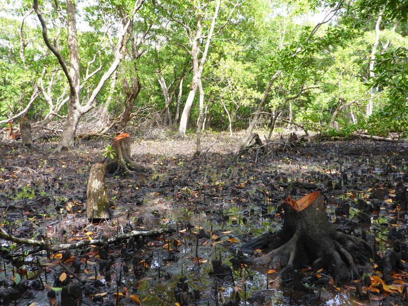 Kleinräumige Holzextraktion − wie hier in Fidschi − stellen selten ein Problem für Mangroven dar, wenn sie in einem zeitlichen Rahmen erfolgt, der das natürliche Nachwachsen erlaubt.