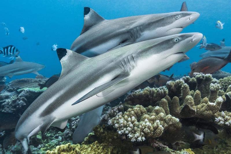 	Zwei Schwarzspitzen-Riffhaie (Carcharhinus melanopterus) schwimmen durch die flachen Gewässer des Shark Reefs in Fidschi.