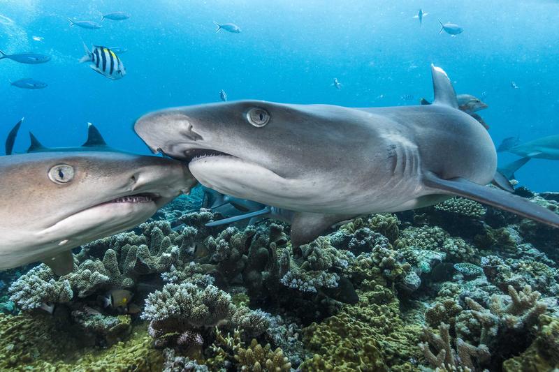 Zwei Weißspitzen-Riffhaie (Trianeodon obesus) auf Tuchfühlung in Fidschi.