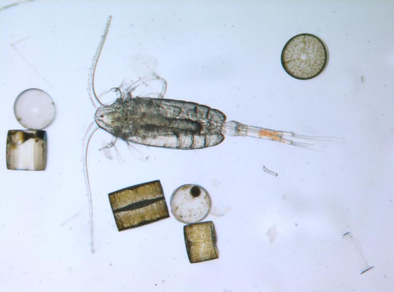 Eines der „Taxon-OMICS“-Forschungsobjekte: ein Ruderfußkrebs aus der Nordsee.  