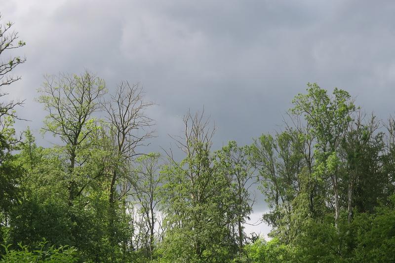 Geschädigte Eschen