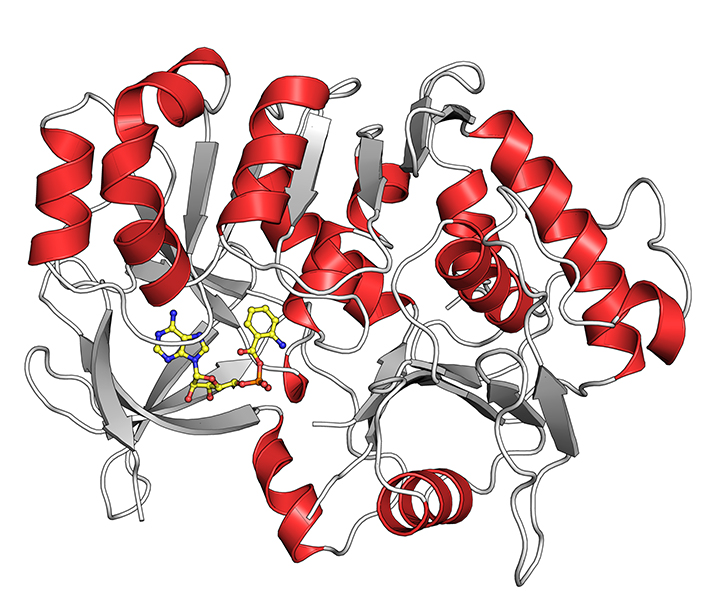 Kristallstruktur des Proteins PqsA in Komplex mit dem Intermediat Anthraniloyl-AMP (gelb), das von PqsA verarbeitet wird.
