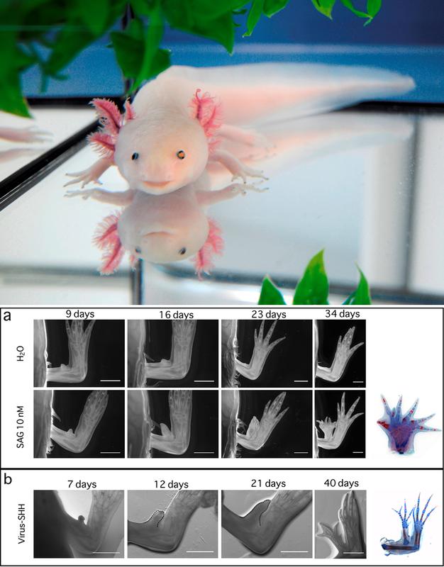Regeneration von Gliedmaßen des Axolotls