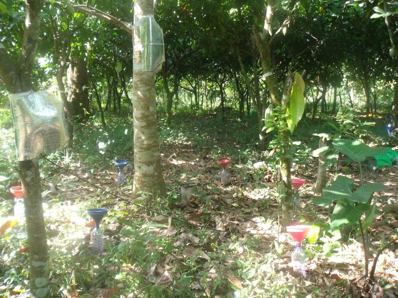 Measurements at the cocoa farm