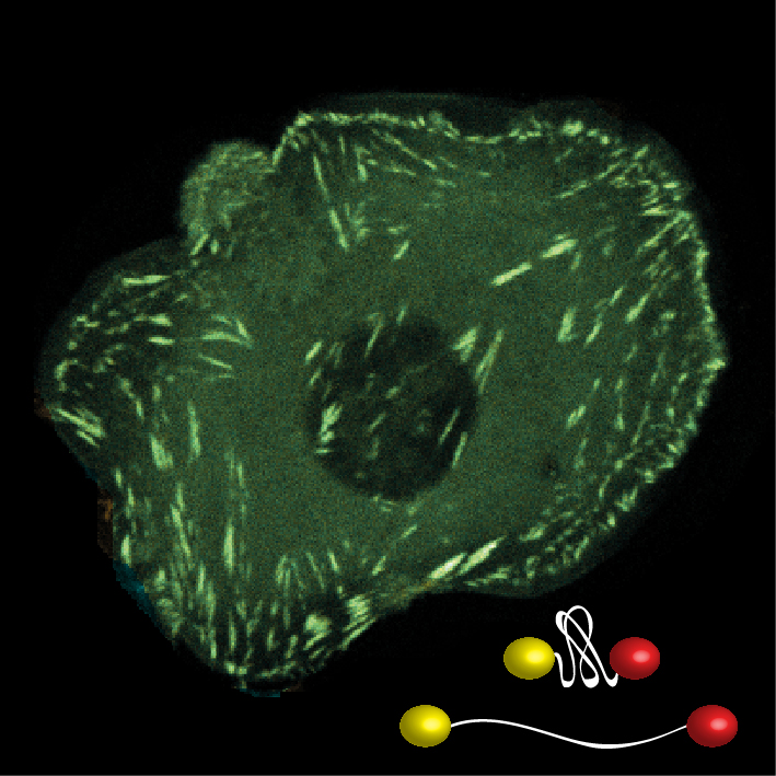 The development of novel, fluorescence-based biosensors, which unfold in response to mechanical loads, allows the evaluation of molecular forces across specific structures within living cells.