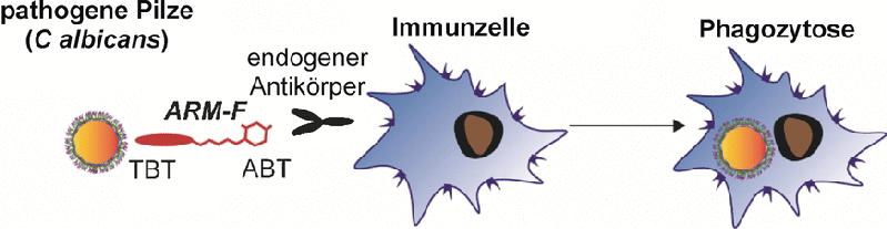 Molekül nutzt Pilz-Chitin um den Eindringling zu erkennen und zu vernichten.