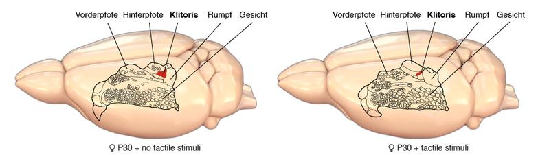 Scheme of the somatosensory humunculus of the rat cortex 