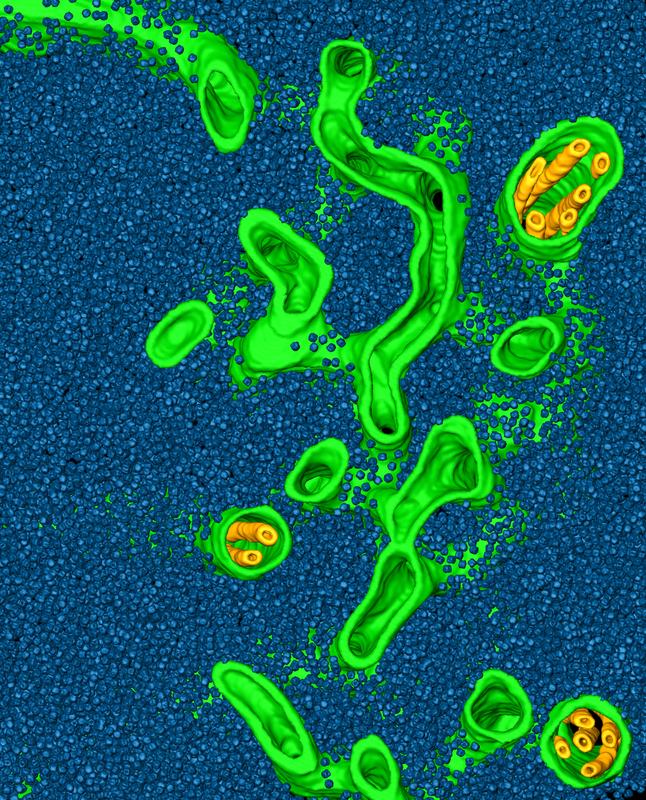 This image depicts a rendering of a cryo-electron tomogram of a Chlamydomonas pyrenoid, with tubule membranes (green and yellow) awash in a “sea” of Rubisco enzymes (blue).