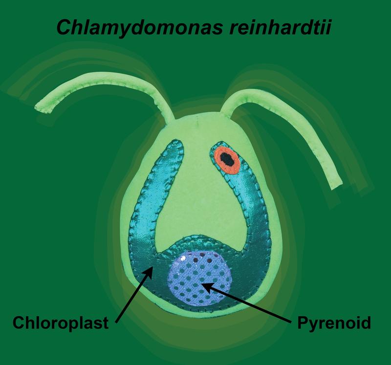In this image, "Sammy the Chlamy" illustrates how the pyrenoid is a phase-separated microcompartment within the chloroplast of the Chlamydomonas cell.