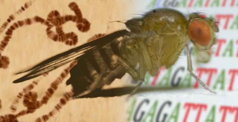 Preparing to jump is familiy Business and host specific for transposons in Drosophila. 