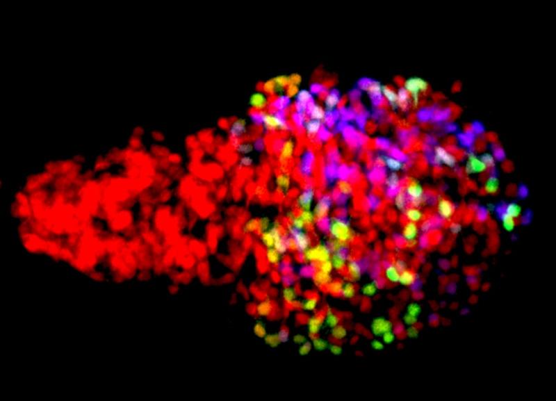 Zebrafish β-cells labeled using the Beta-bow system through the combinatorial expression of fluorescent proteins, allowing the developmental history of β-cells to be traced during islet growth.