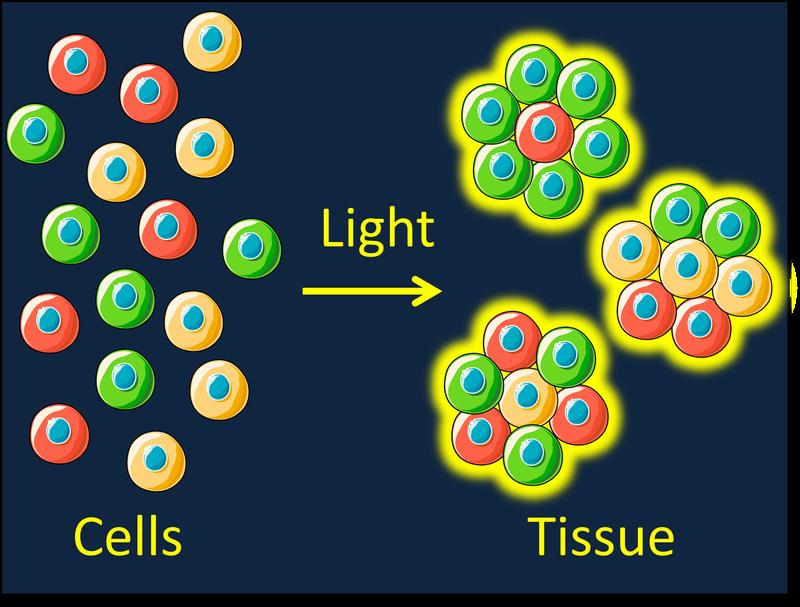 Cellular building blocks assemble into tissues under light.