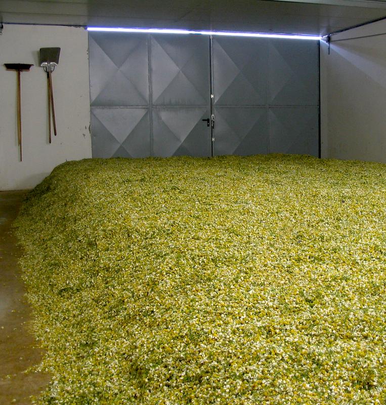 Kamillenblüten in Trocknungsanlage