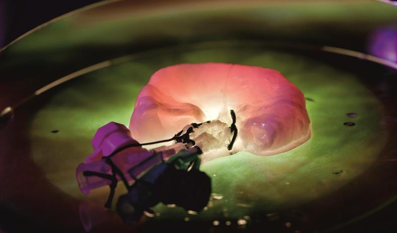 BioVaSc®: biological vascularized scaffold for tissue engineering applications.