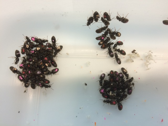 Eingesammelte Königinnen, die mit Farbe markiert wurden um sie im Experiment zu identifizieren