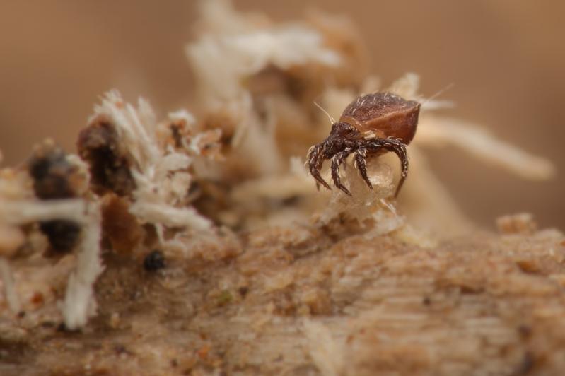 The asexual oribatid mite species Nothrus palustris (Figure 1) and a distantly related sexual species Steganacarus magnus (Figure 2) on litter particles. Both species measure about 0.9 mm in length.