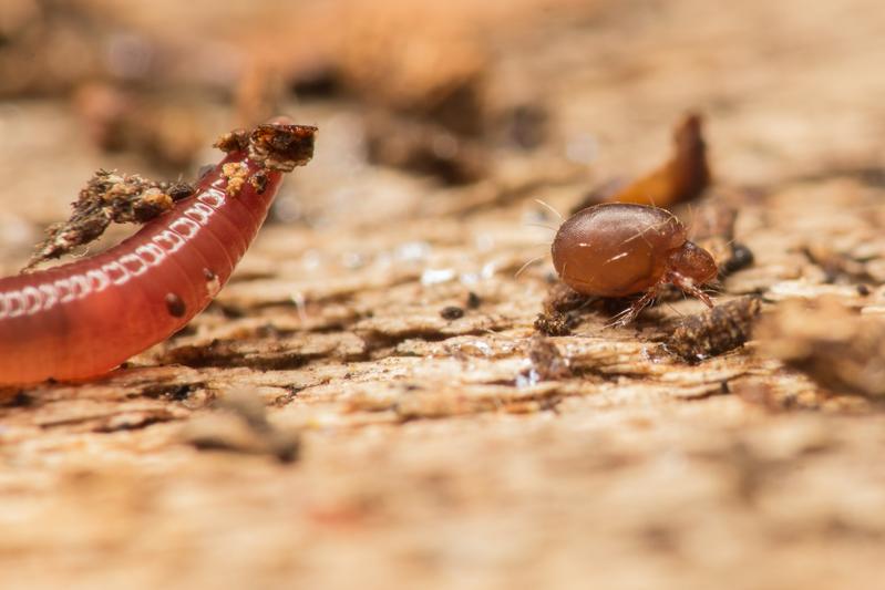 The asexual oribatid mite species Nothrus palustris (Figure 1) and a distantly related sexual species Steganacarus magnus (Figure 2) on litter particles. Both species measure about 0.9 mm in length. 