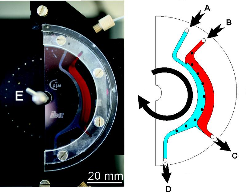 Abb. 2: Zellseparator. Die Blutprobe wird durch den Eingang (B) in den Chip gepumpt. Die Zielzellen werden entlang des rotierenden Magnetfelds (E) in die Pufferphase abgelenkt und in (D) gesammelt. 