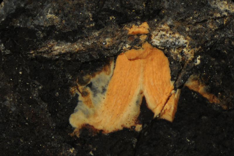 Die chemische Analyse der in der Bürzeldrüse konservierten Bestandteile förderte 48 Millionen Jahre alte Fette zutage, mit dem der Vogel sein Gefieder pflegte. 