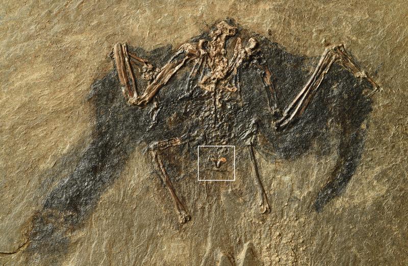 48-million-year old bird fossil excavated at the “Messel Pit“ in Germany. Markings show the uropygial gland. 