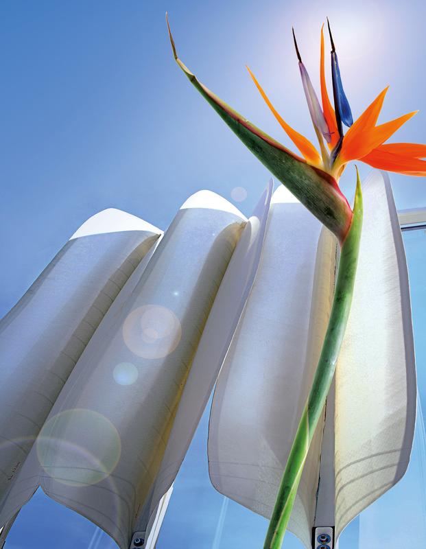 Verschattungssystem/Strelitzia reginae.
