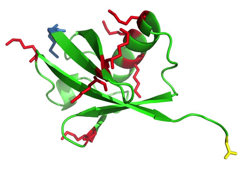 Three-dimensional structure of the protein ubiquitin. In red, areas where ubiquitin can attach to itself to form chains, blue is the N-end, yellow the C-end of the amino acid chain.
