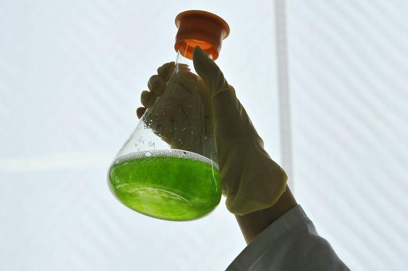 Moss cells in an Erlenmeyer-flask. Photo: Sigrid Gombert (Freiburg) 