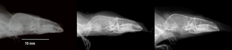 Röntgenbild der Schädelkalotte einer Waldspitzmaus, ausgewachsenes Jungtier in seinem ersten Jahr (links), dasselbe Tier im Winter (Mitte) und als geschlechtsreifes Tier im zweiten Sommer (rechts).