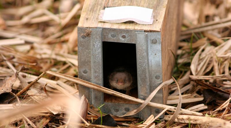 Die kaum 10 g schwere Waldspitzmaus ist ein einzelgängerischer Insektenfresser, der in Mittel- und Osteuropa weit verbreitet ist.