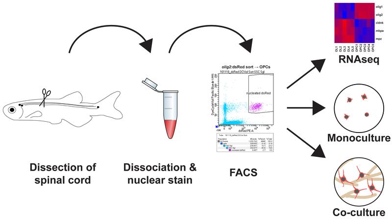 Main steps to obtain a highly pure adult zebrafish spinal oligodendrocyte progenitor cell (OPC) population