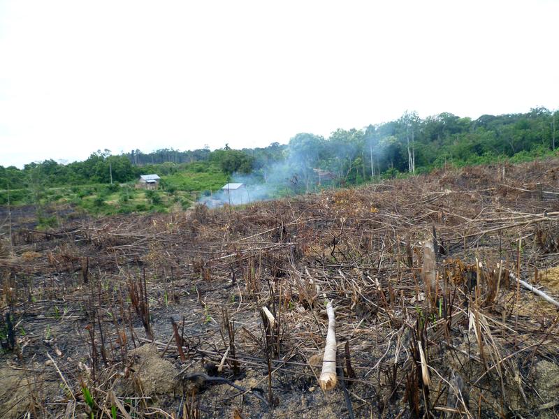 Land clearing in Jambi, Sumatra